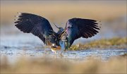 13_DSC4833_Northern_Lapwing_panache_79pc