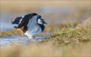 13_DSC4838_Northern_Lapwing_exodus_57pc