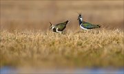 13_DSC4908_Northern_Lapwing_wooing_39pc