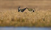 13_DSC4963_Northern_Lapwing_row_34pc