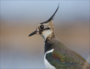 15_DSC1444_Northern_Lapwing_tho_117pc