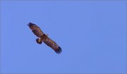 05_DSC1520_Lesser_Spotted_Eagle_migrant_18pc