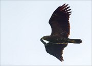 15_DSC6125_Lesser_Spotted_Eagle_prey_77pc