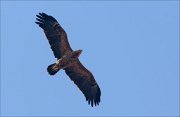 19_DSC7366_Lesser_Spotted_Eagle_twist_21pc