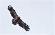 22_DSC1069_Lesser_Spotted_Eagle_motley_17pc