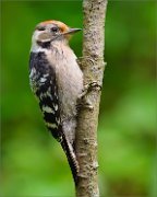 02_DSC0855_Lesser_Spotted_Woodpecker_near_pond_in_forest_mis_from_2_83pc