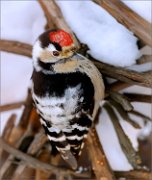 04_DSC5403_Lesser_Spotted_Woodpecker_rear_view_86pc