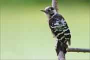 06_DSC5912_Lesser_Spotted_Woodpecker_engagement_117pc