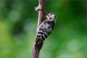 06_DSC5922_Lesser_Spotted_Woodpecker_premonition_86pc