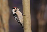 07_DSC3703_Lesser_Spotted_Woodpecker_smooth_74pc