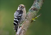 12_DSC8260_Lesser_Spotted_Woodpecker_somnolent_93pc