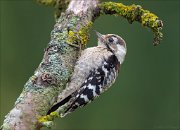 12_DSC8281_Lesser_Spotted_Woodpecker_gravity_83pc