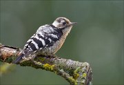 12_DSC8297_Lesser_Spotted_Woodpecker_depart_85pc