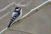 16_DSC1107_Lesser_Spotted_Woodpecker_concretion_28pc