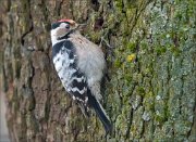 21_DSC5502_Lesser_Spotted_Woodpecker_stupendous_68pc