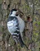 21_DSC5542_Lesser_Spotted_Woodpecker_morsel_46pc