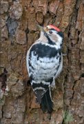 21_DSC5633_Lesser_Spotted_Woodpecker_rollup_51pc