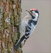 21_DSC5689_Lesser_Spotted_Woodpecker_proper_69pc