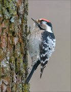 21_DSC5700_Lesser_Spotted_Woodpecker_lurk_59pc