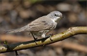 02_DSC1563_Lesser_Whitethroat_backlooking_45pc