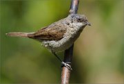 02_DSC1577_Lesser_Whitethroat_bald_and_brave_62pc