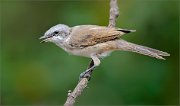 02_DSC2365_Lesser_Whitethroat_with_open_beak_64pc