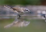 02_DSC2377_Lesser_Whitethroat_the_look_87pc