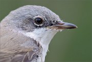 02_DSC3329_Lesser_Whitethroat_portrait_20pc