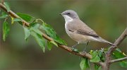 02_DSC6450_Lesser_Whitethroat_with_summer_leaves_70pc