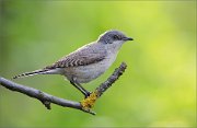 06_DSC1120_Lesser_Whitethroat_contrary_85pc