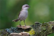 06_DSC1680_Lesser_Whitethroat_fungal_venerator_87pc