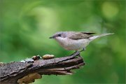 06_DSC2994_Lesser_Whitethroat_fidget_80pc