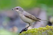 06_DSC3161_Lesser_Whitethroat_cutie_100pc