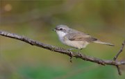 06_DSC6908_Lesser_Whitethroat_supervisor_78pc