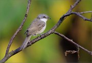 06_DSC6942_Lesser_Whitethroat_simple_elegance_81pc