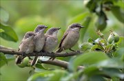 12_DSC6932_Lesser_Whitethroat_kinsfolk_38pc