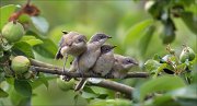 12_DSC6939_Lesser_Whitethroat_final_warm-up_I_47pc