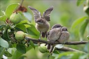 12_DSC6954_Lesser_Whitethroat_final_warm-up_II_45pc