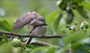 12_DSC6981_Lesser_Whitethroat_final_warm-up_III_43pc