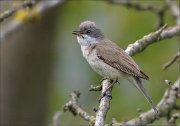 22_DSC1212_Lesser_Whitethroat_canto_35pc