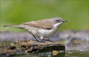 22_DSC3563_Lesser_Whitethroat_extent_65pc