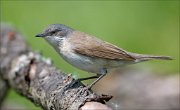 22_DSC4133_Lesser_Whitethroat_conviction_76pc