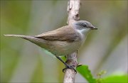 22_DSC6666_Lesser_Whitethroat_stern_92pc