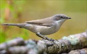 22_DSC6677_Lesser_Whitethroat_austere_88pc