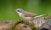 22_DSC6705_Lesser_Whitethroat_soft_60pc