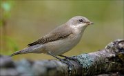 22_DSC6735_Lesser_Whitethroat_spar_76pc