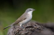 23_DSC9149_Lesser_Whitethroat_glam_52pc