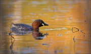 15_DSC3971_Little_Grebe_afterglow_24pc