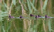 17_DSC6242_Little_Grebe_sibs_24pc