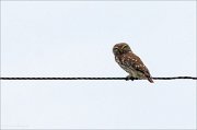 17_DSC6985_Little_Owl_gape_12pc